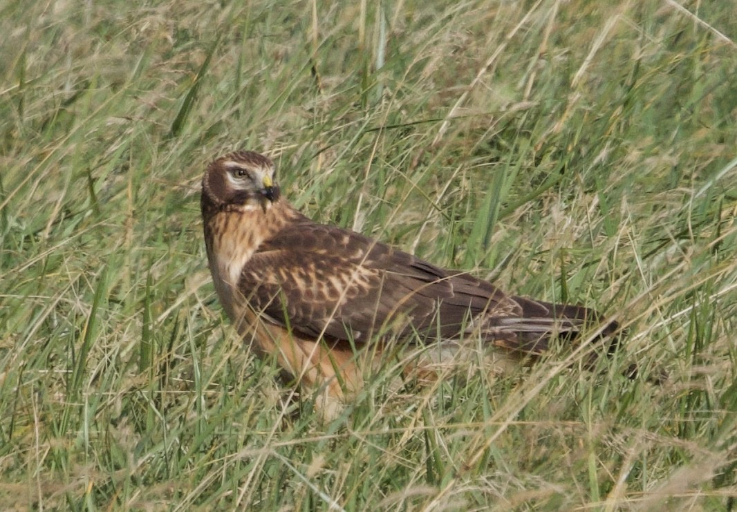 Amerika Delicesi - ML645925497