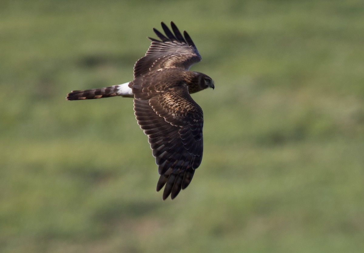 Amerika Delicesi - ML645925498