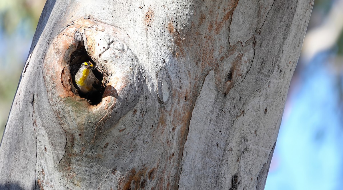 Çizgili Panterkuşu - ML645925499