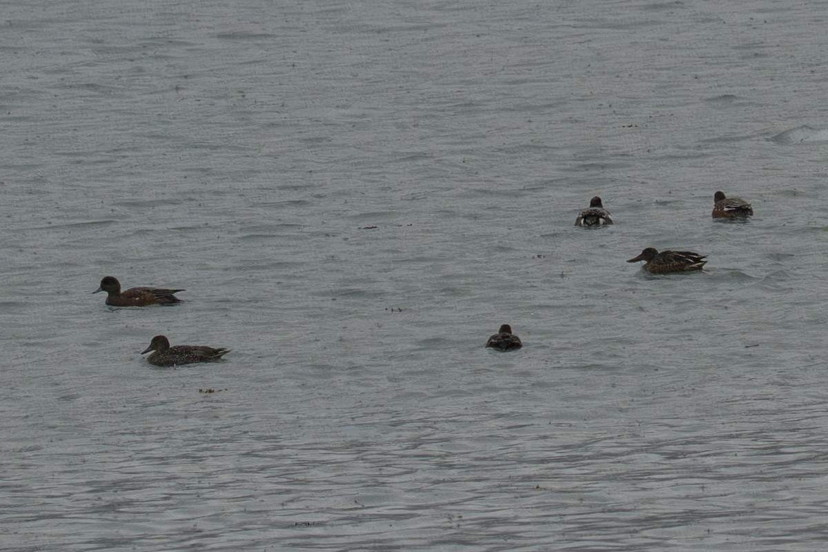 Kaşıkgaga - ML645925504