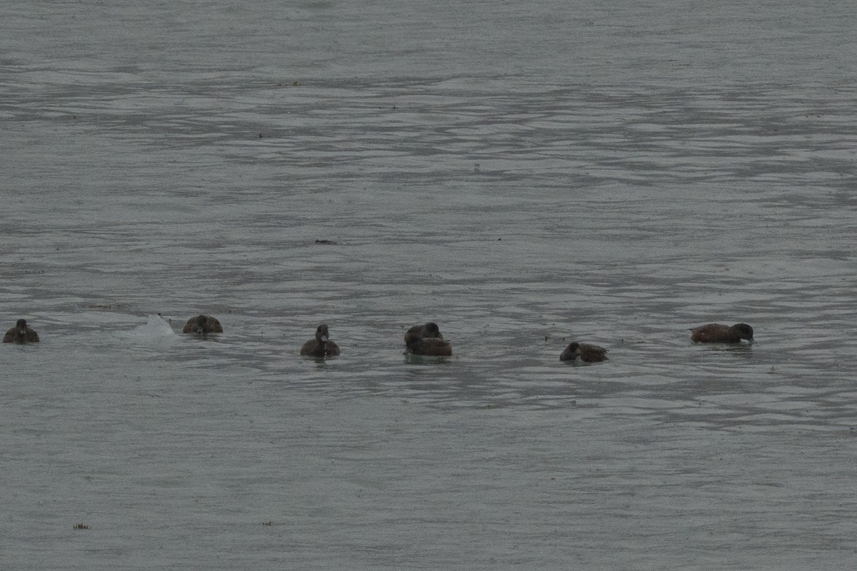 Kaşıkgaga - ML645925505