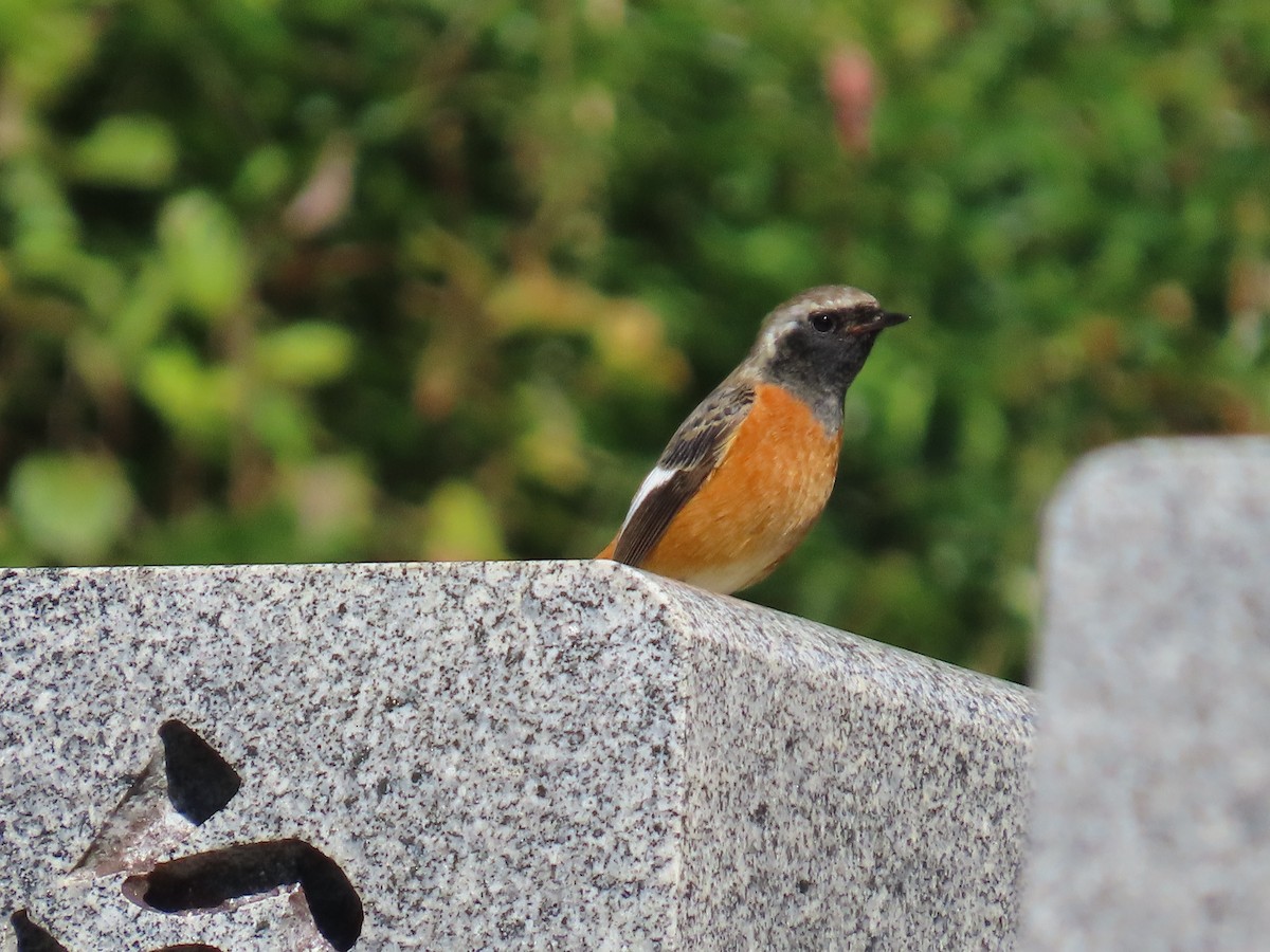 Gri Başlı Kızılkuyruk - ML645925506