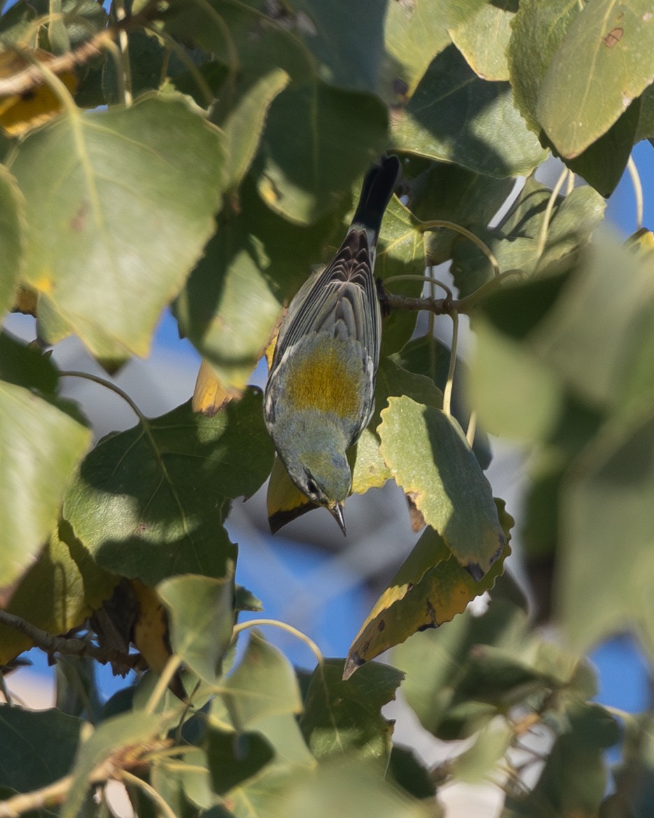 Kuzeyli Parula - ML645925507