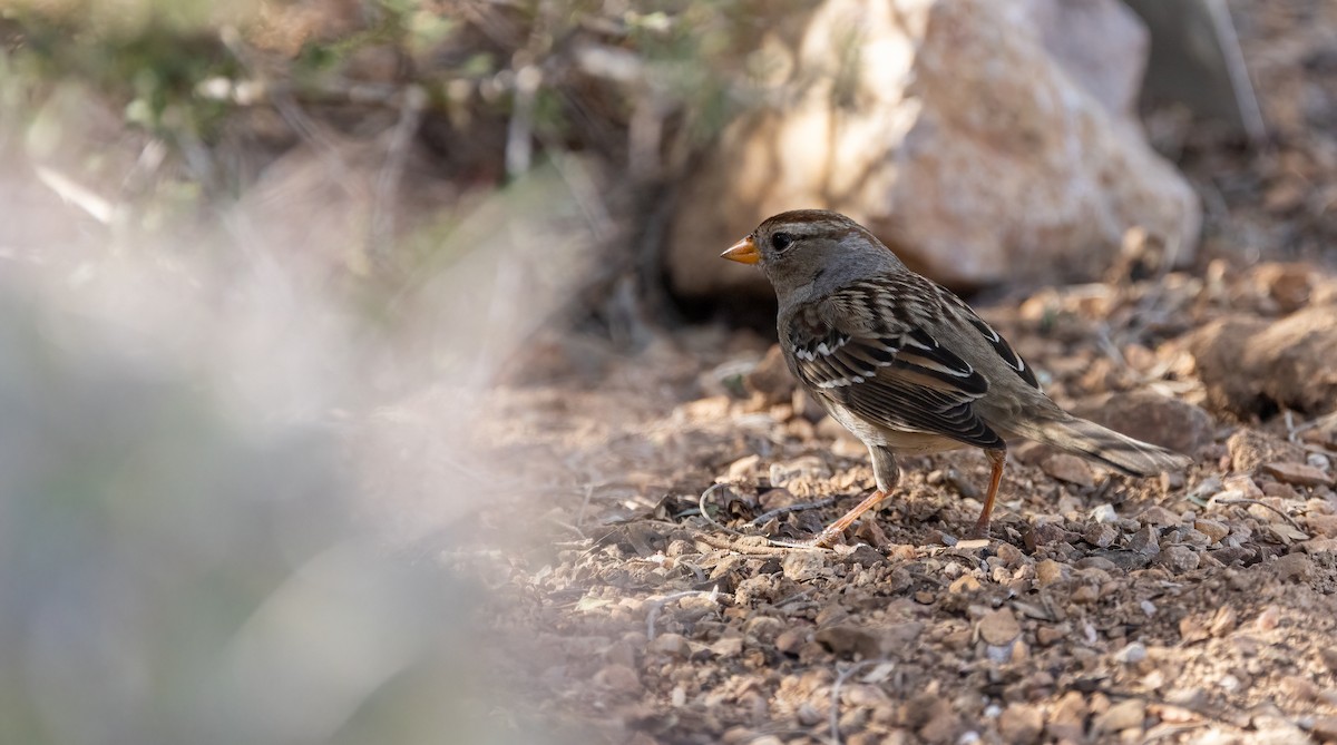 Porsuk Serçesi - ML645925508