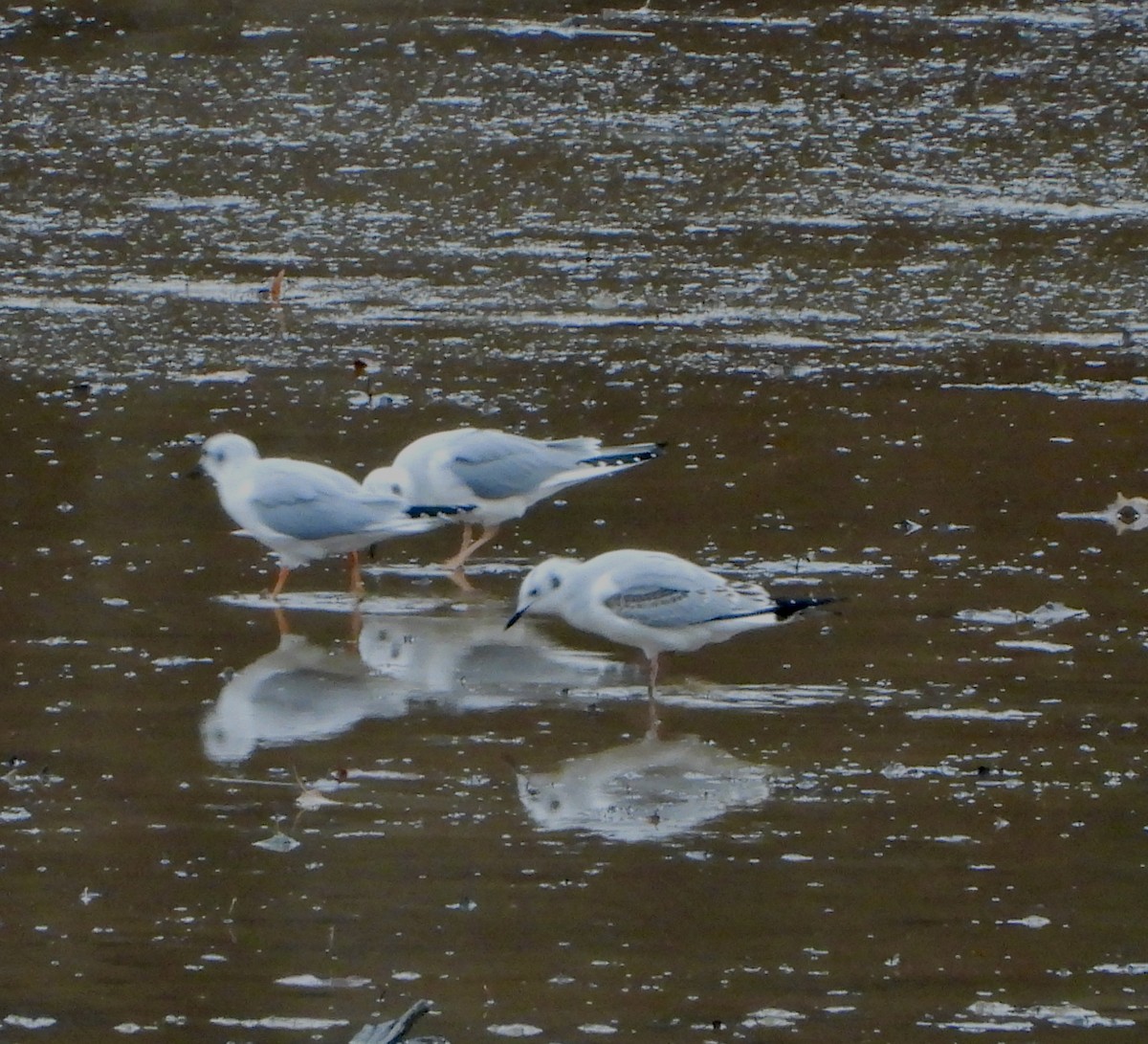 Mouette de Bonaparte - ML645925509