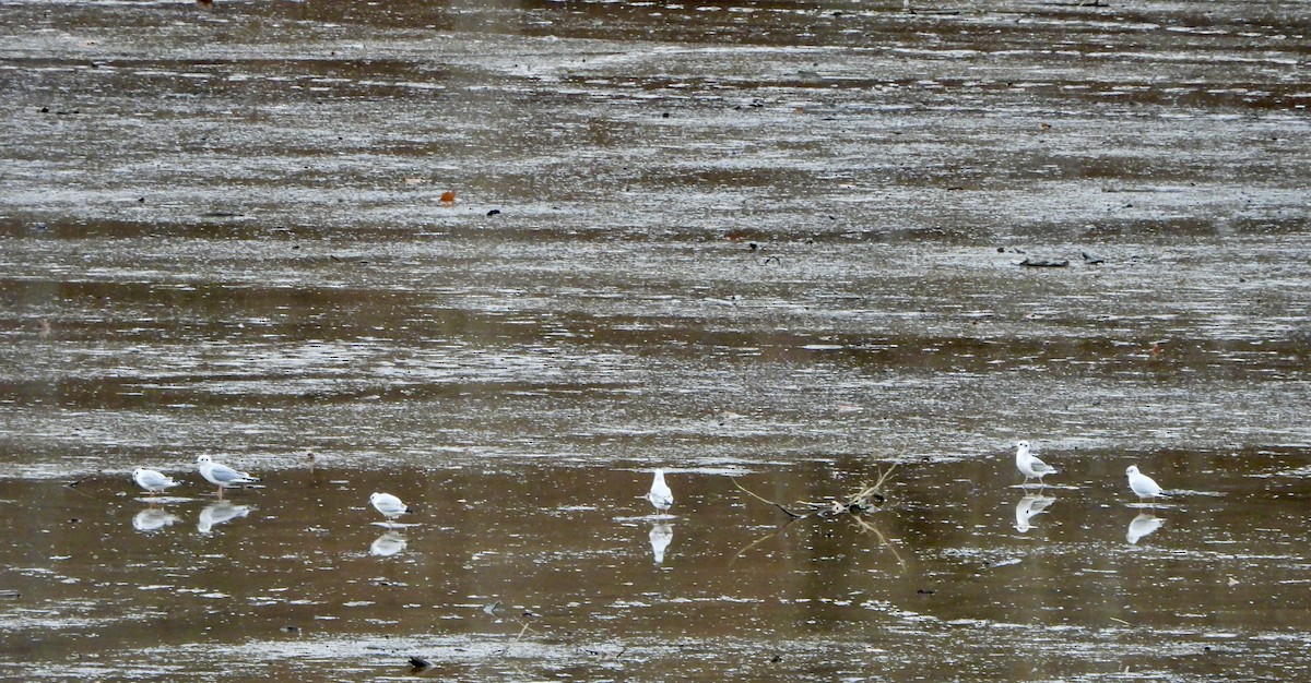 Mouette de Bonaparte - ML645925510