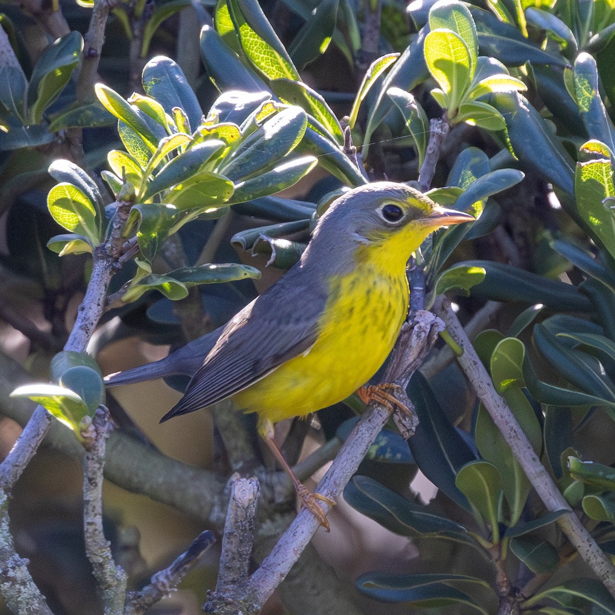 Canada Warbler - ML645925516
