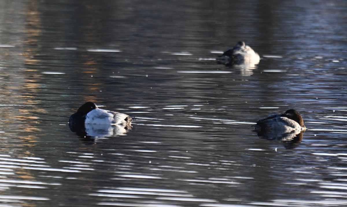 Canvasback - ML645925532