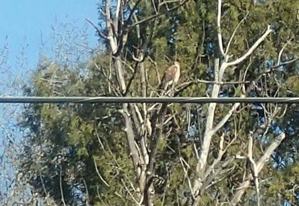 Ferruginous Hawk - ML645925534