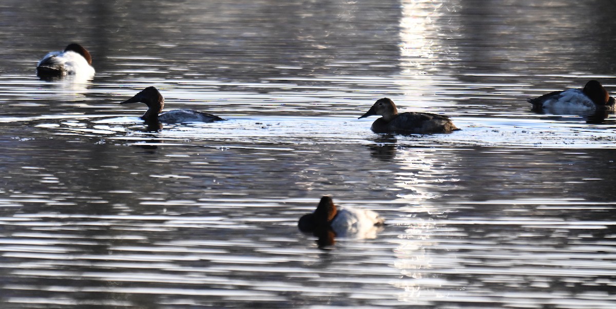 Canvasback - ML645925535