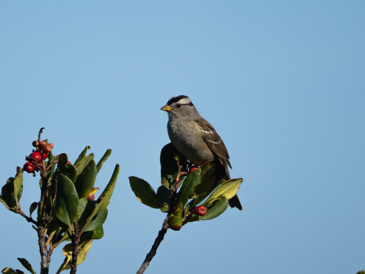 Белобровая овсянка - ML645925537