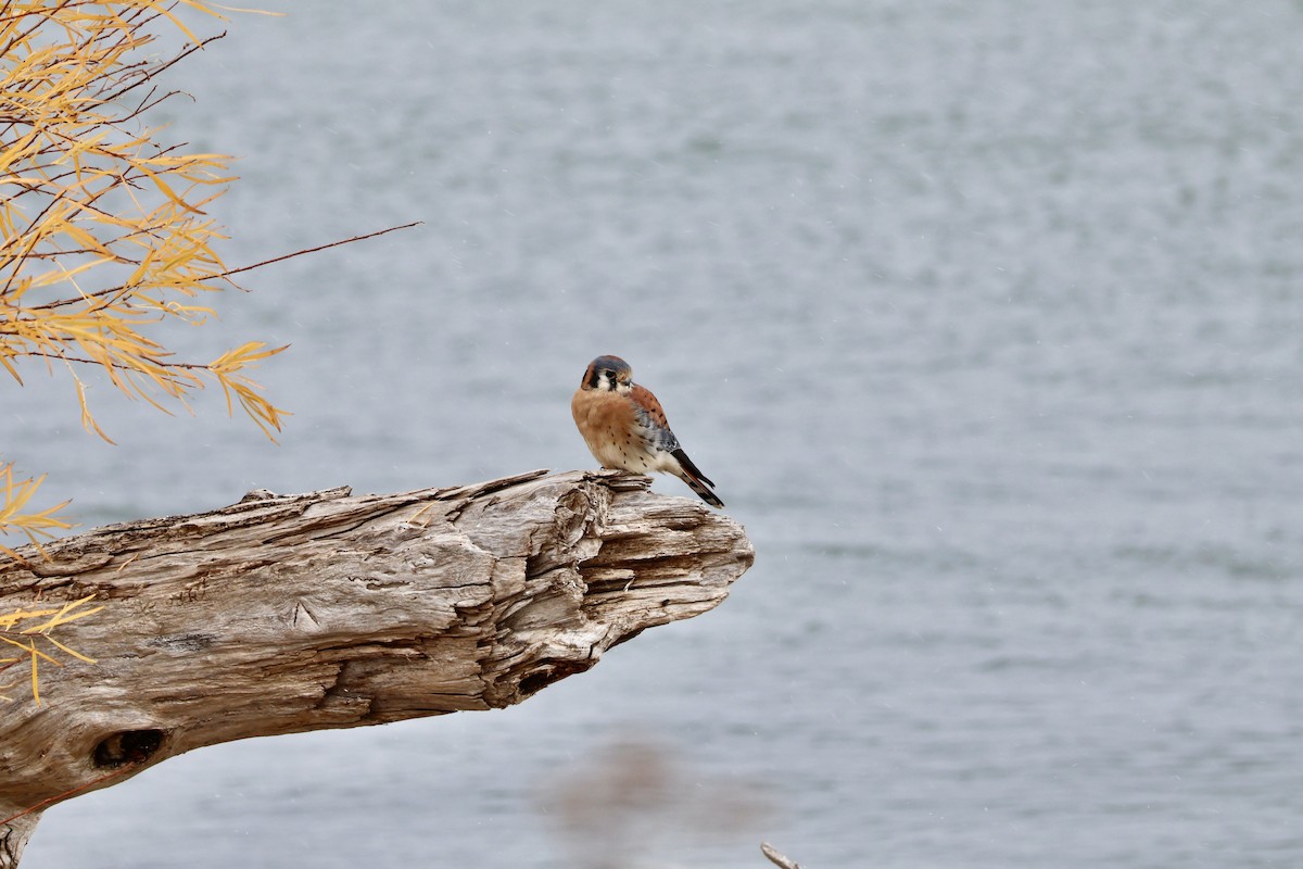 בז אמריקני - ML645925540