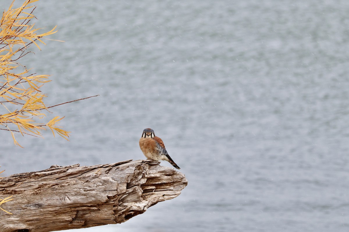 בז אמריקני - ML645925541