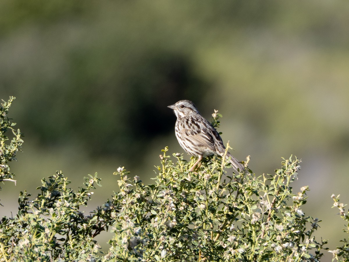 strnadec zpěvný - ML645925542