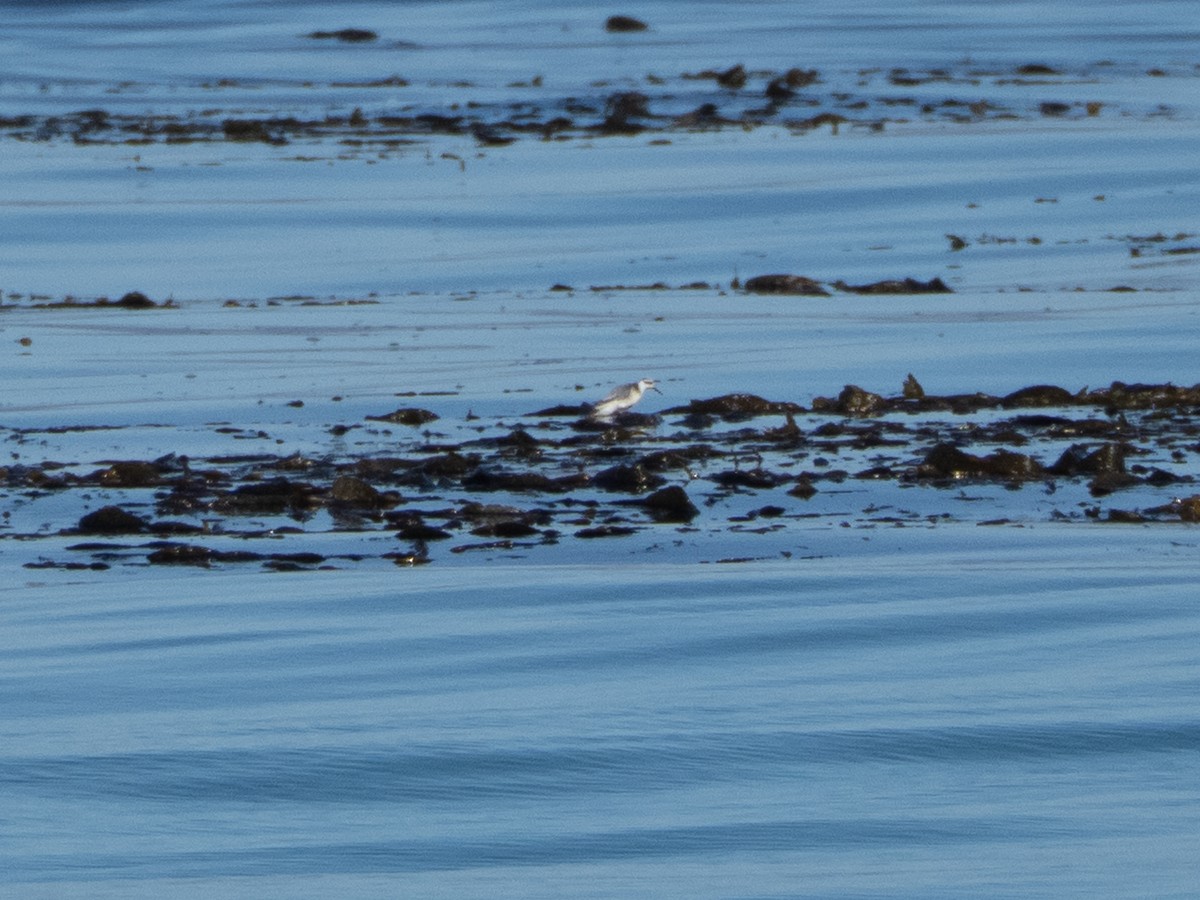 lyskonoh ploskozobý - ML645925543