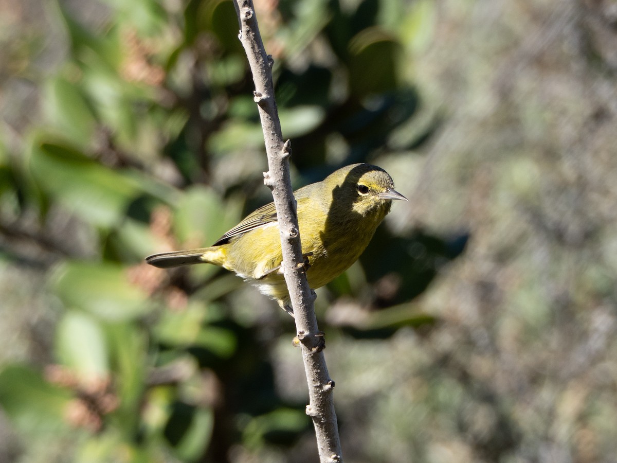 lesňáček hvězdičkový - ML645925545