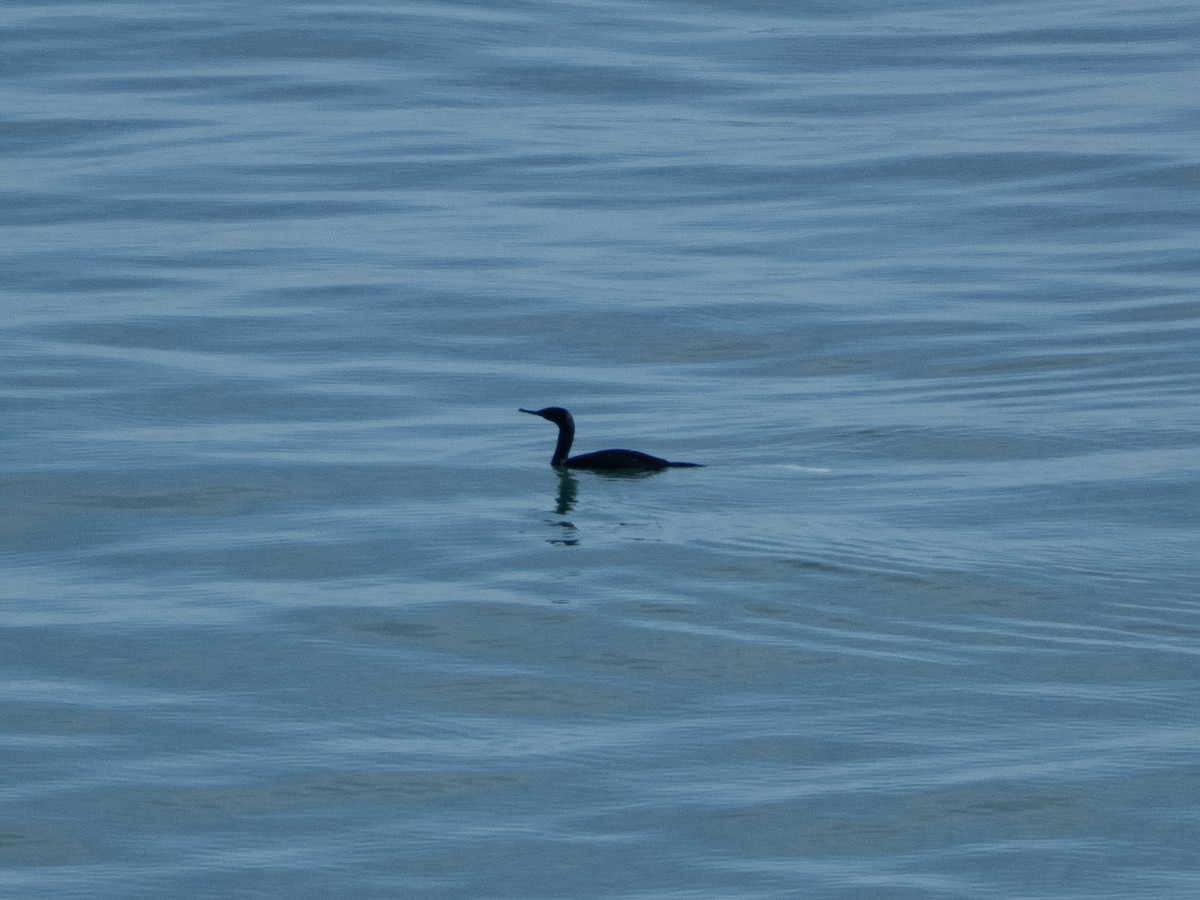 kormorán tichomořský - ML645925551