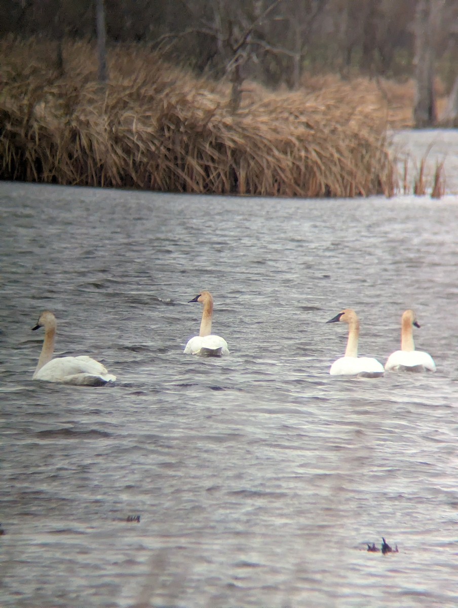 Trumpeter Swan - ML645925552