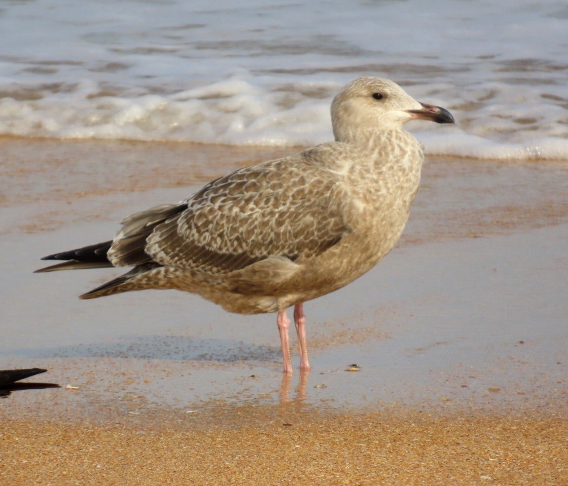 American Herring Gull - ML645925556