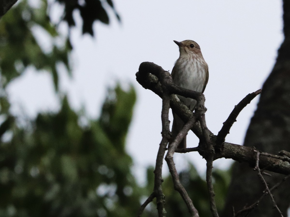 Spotted Flycatcher - ML645925557