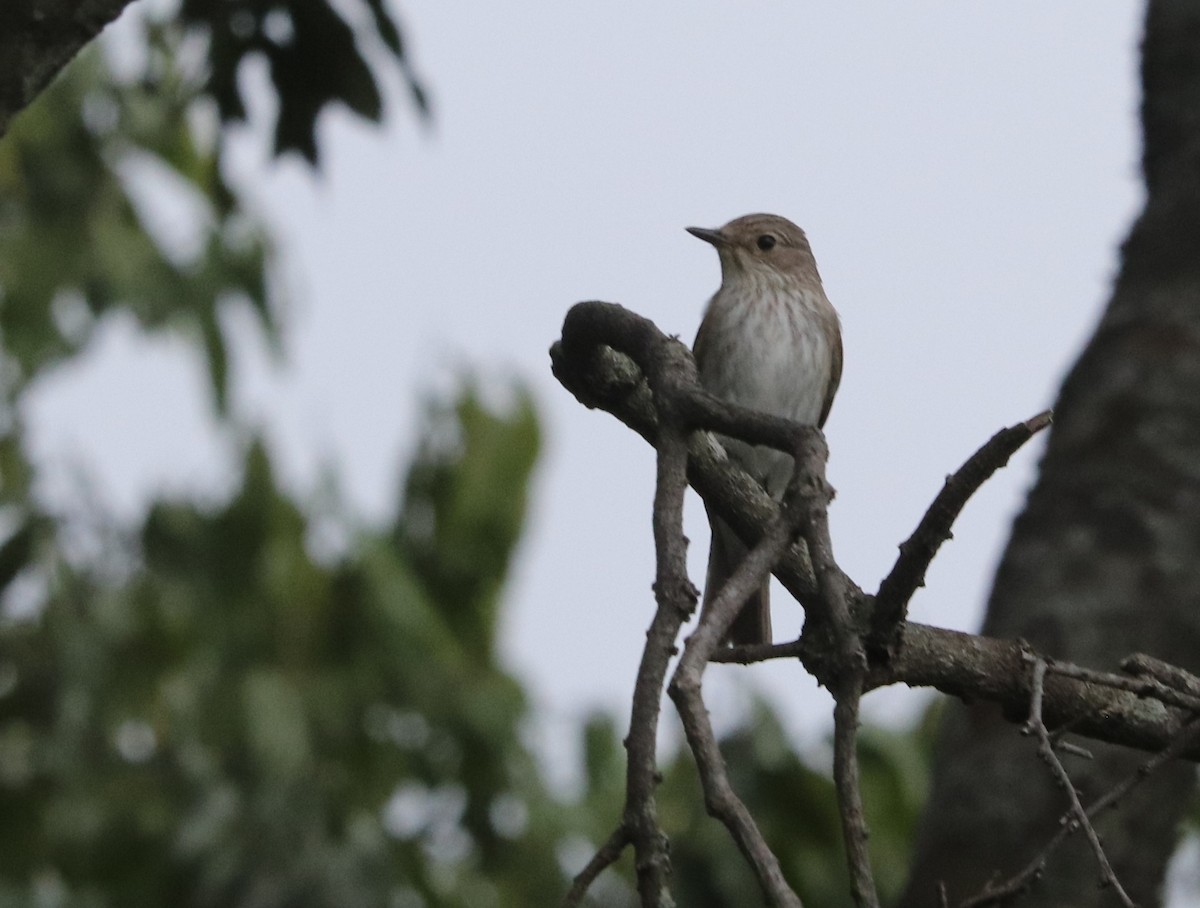 Spotted Flycatcher - ML645925558