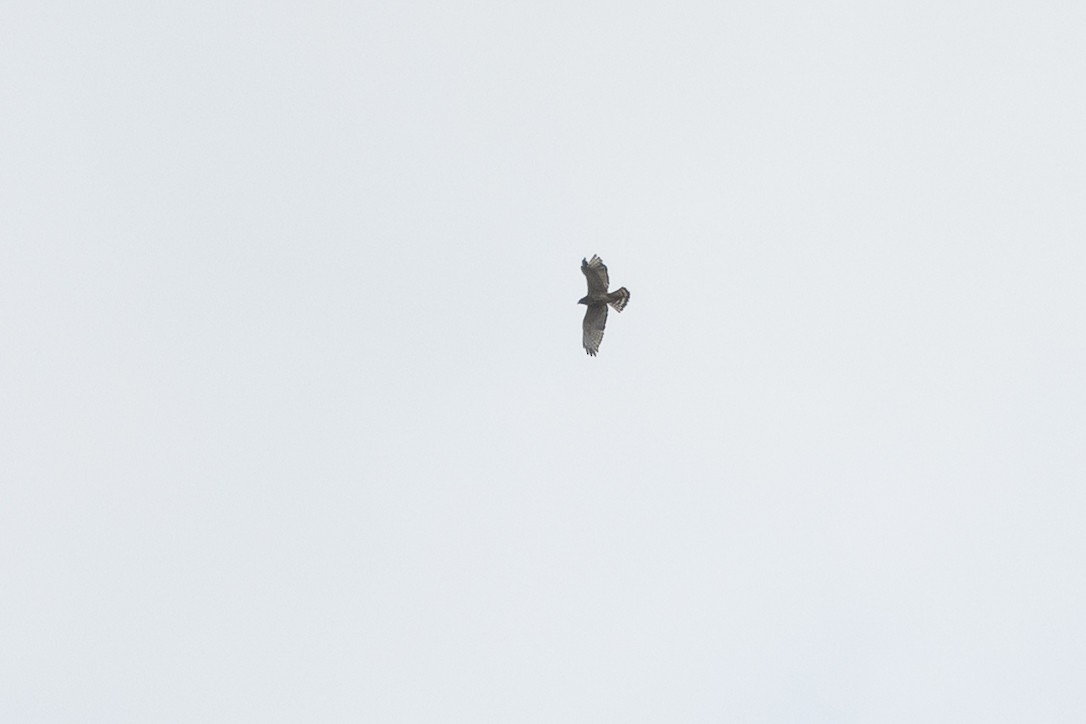 káně širokokřídlá - ML645925564