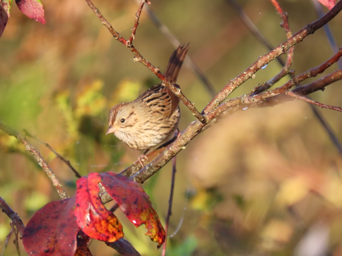 strnadec pruhohlavý - ML645925567