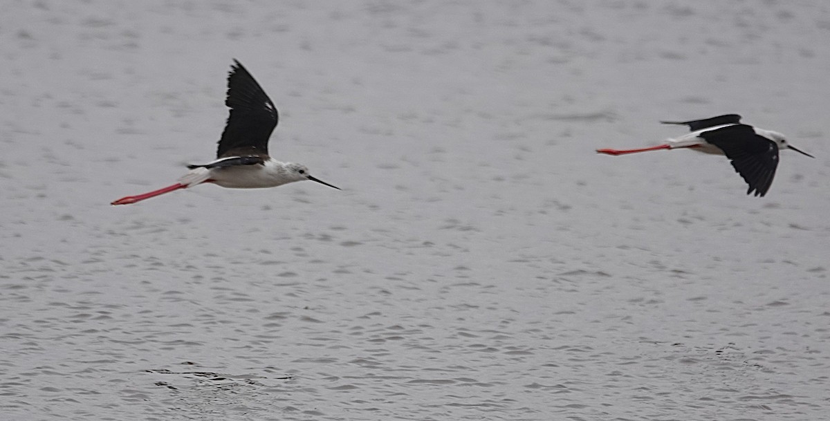 Zankaluze eurasiarra - ML645925569