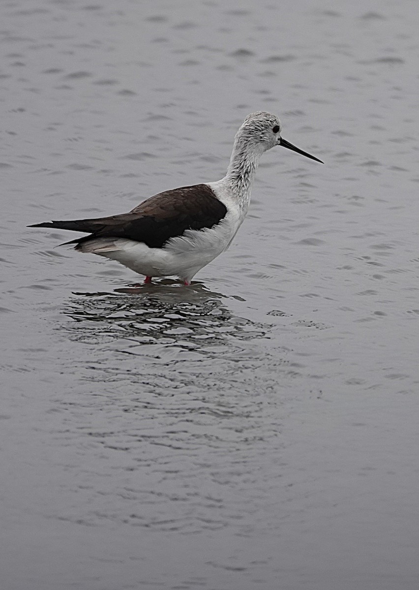 Zankaluze eurasiarra - ML645925570