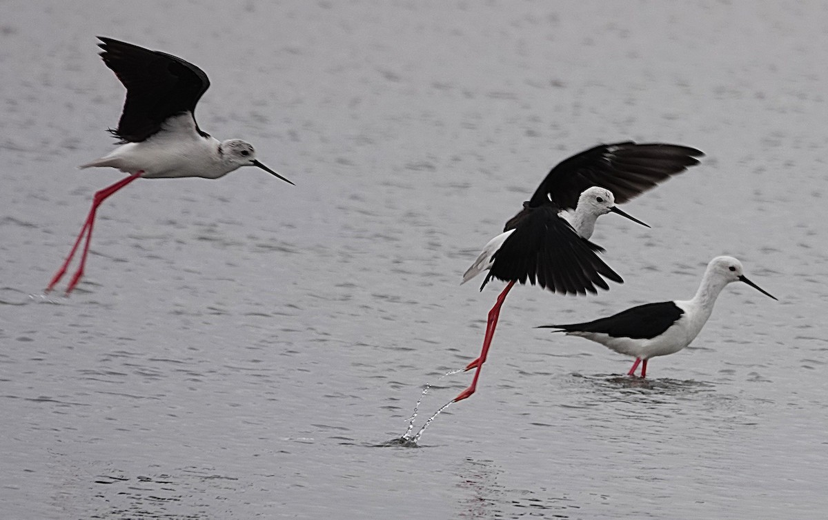 Zankaluze eurasiarra - ML645925571