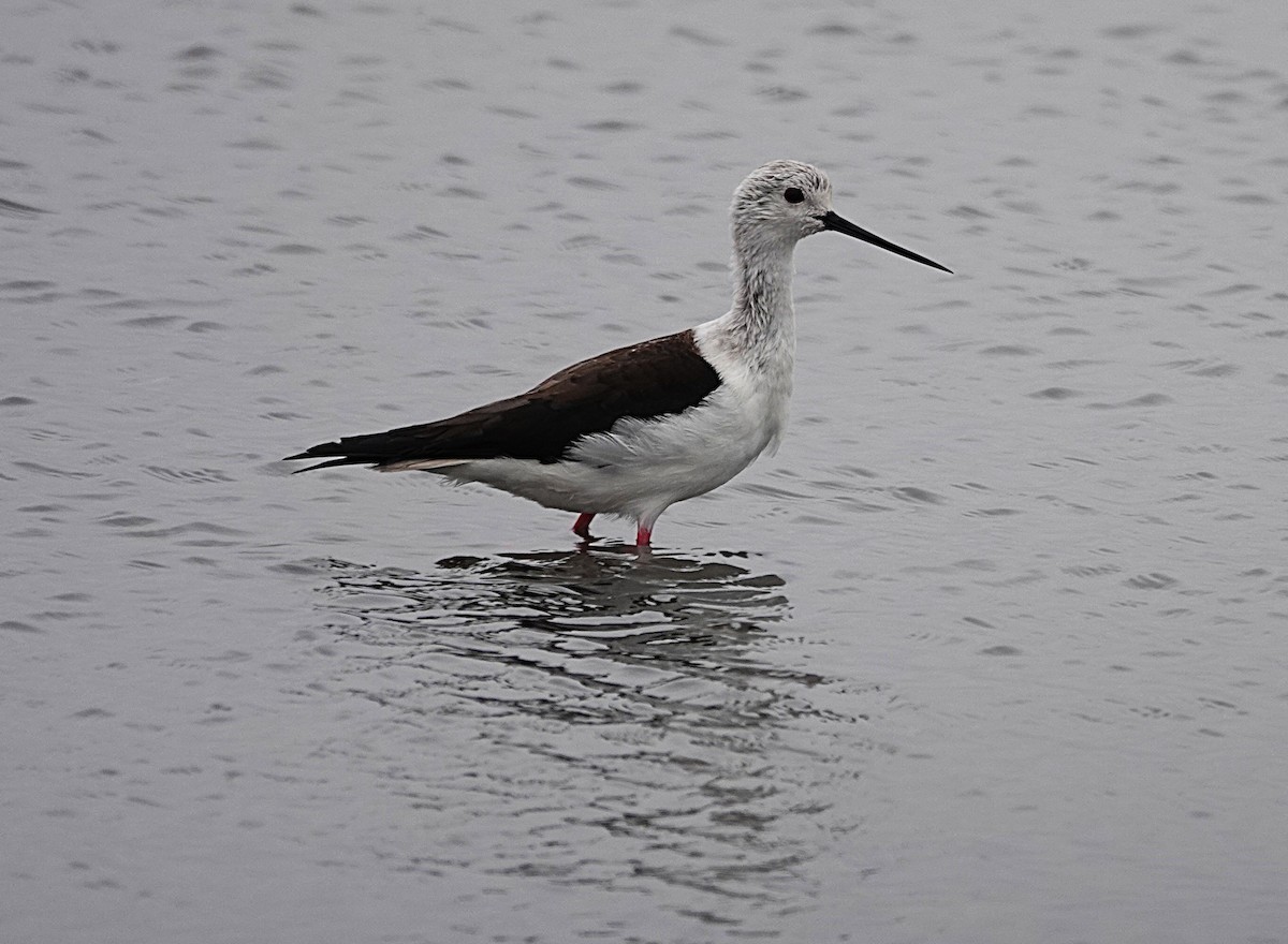 Zankaluze eurasiarra - ML645925572