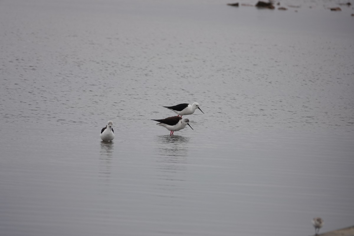 Zankaluze eurasiarra - ML645925573