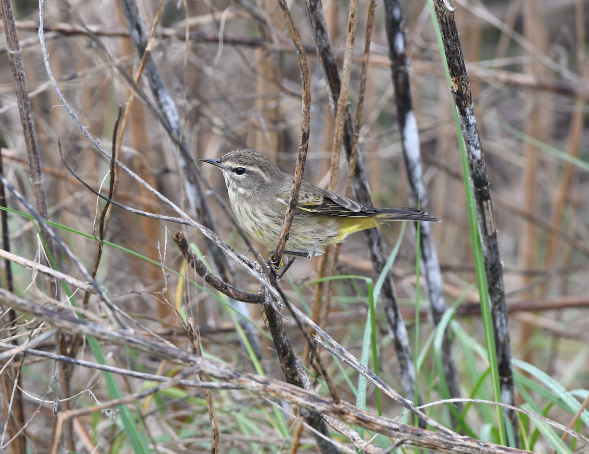 Palm Warbler (Western) - ML645925575