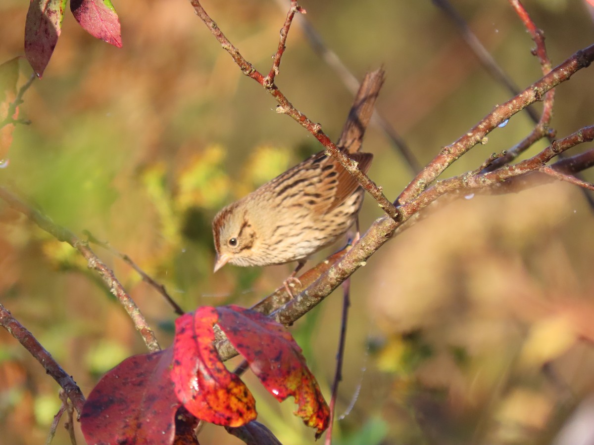 strnadec pruhohlavý - ML645925582