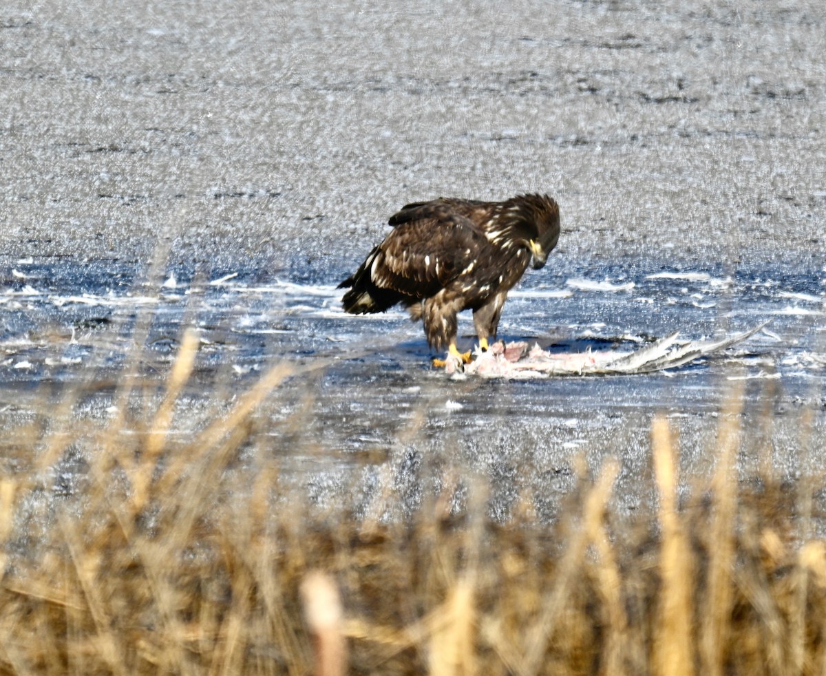 Bald Eagle - ML645925584