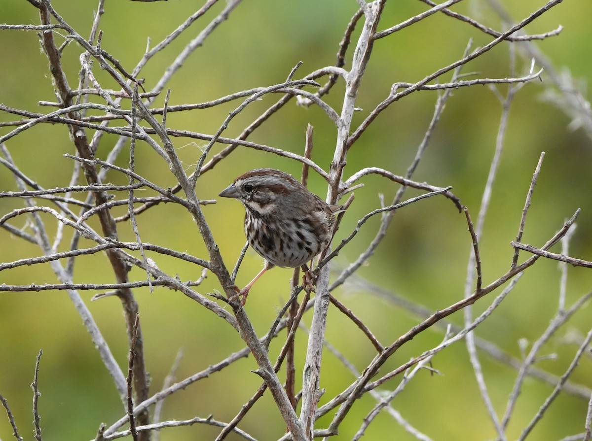 Song Sparrow - ML645925592