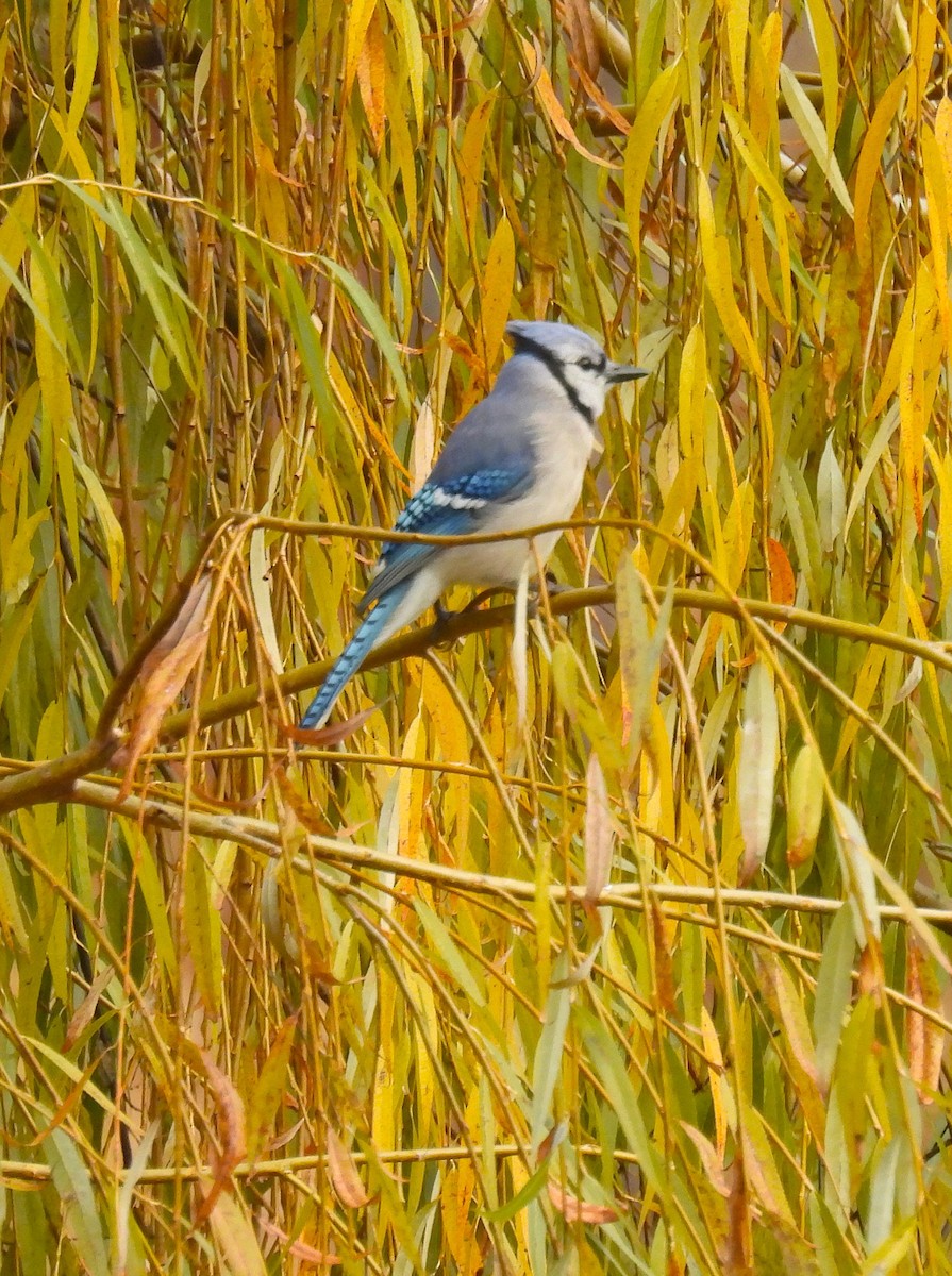 Blue Jay - ML645925595