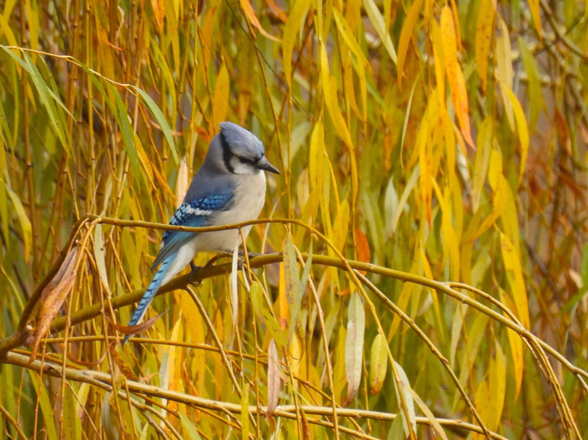 Blue Jay - ML645925596