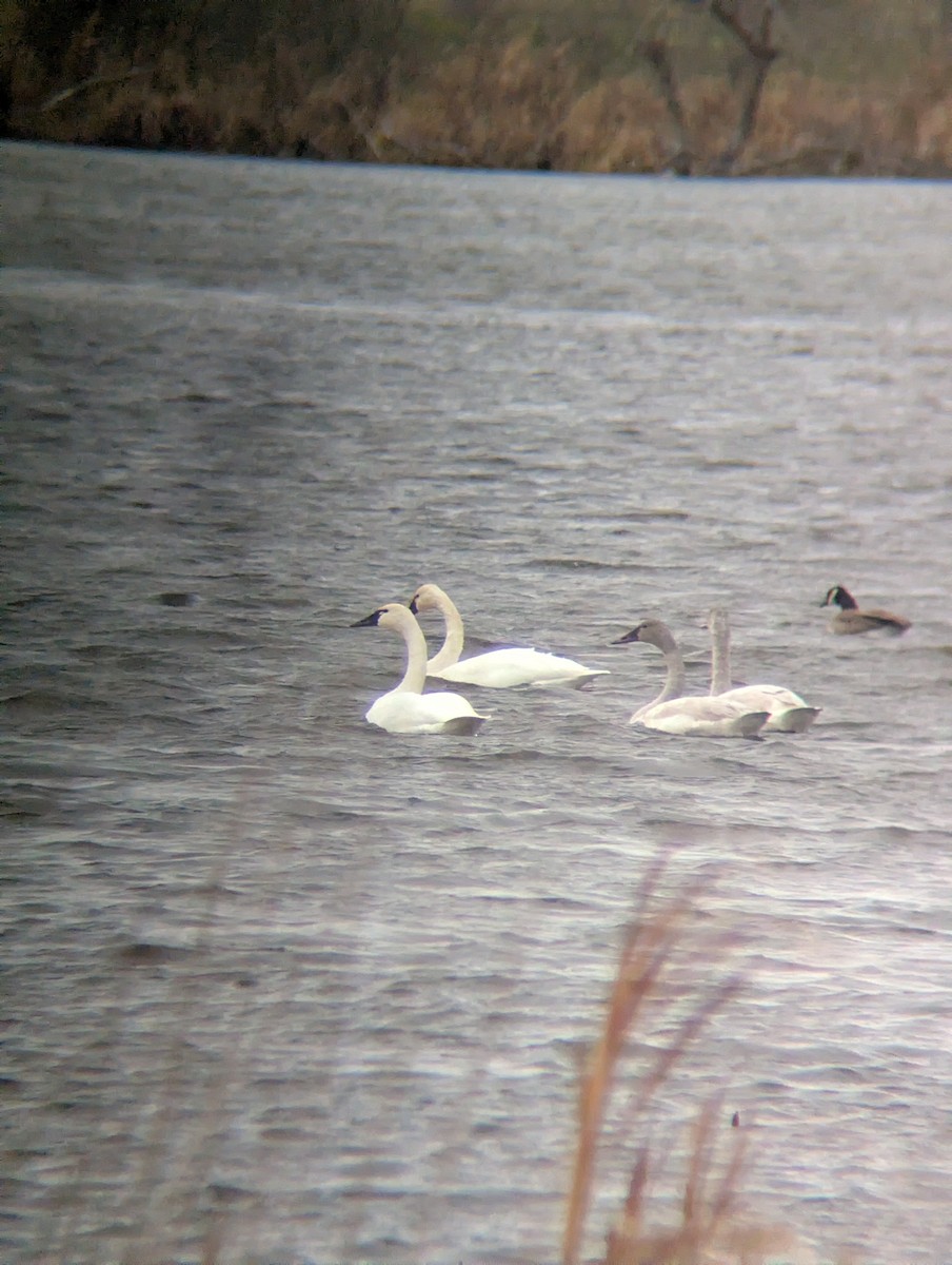 Tundra Swan - ML645925598
