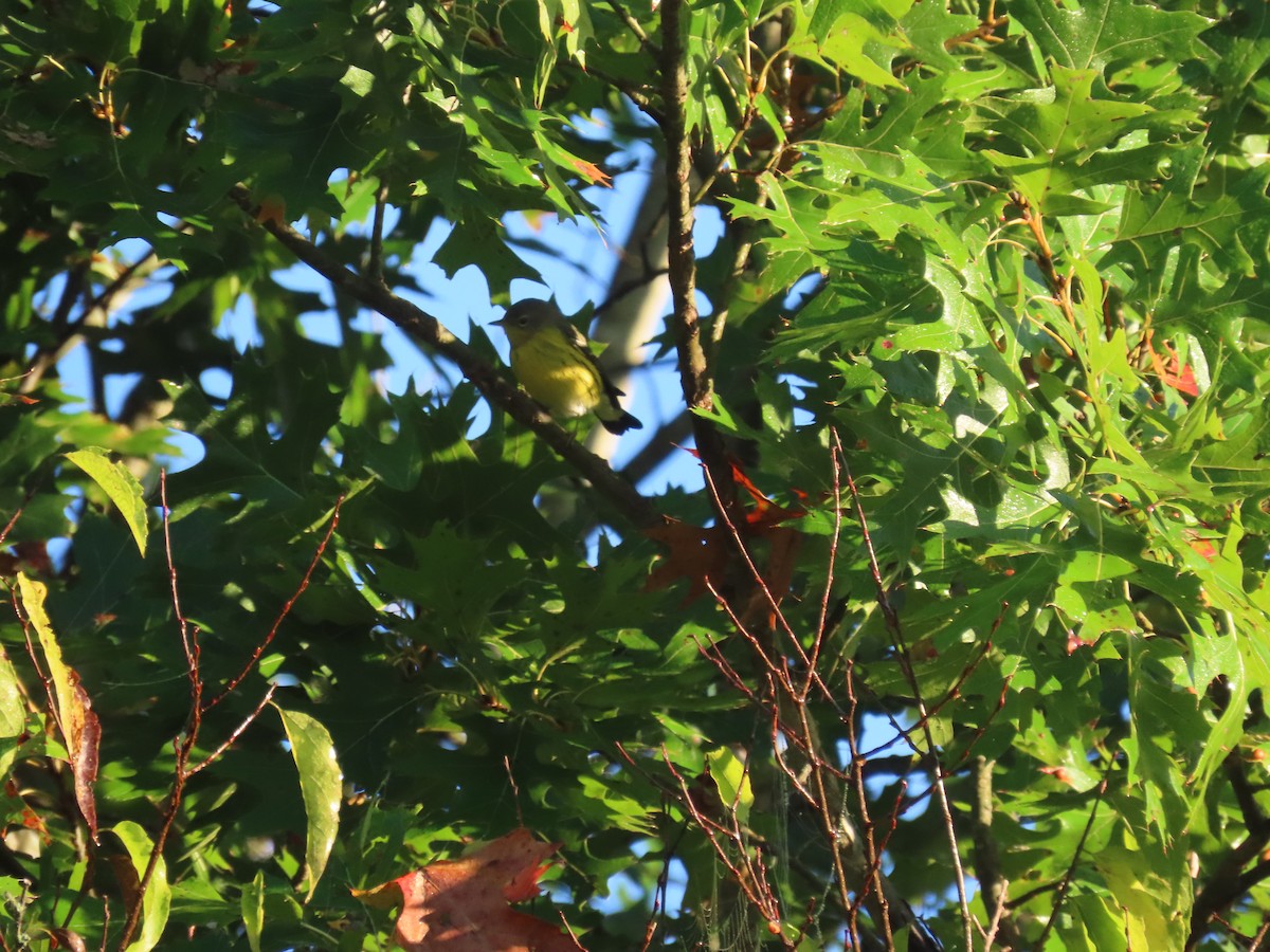 Magnolia Warbler - ML645925614