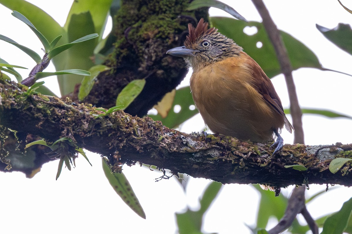 Batará Barrado (grupo doliatus) - ML645925622