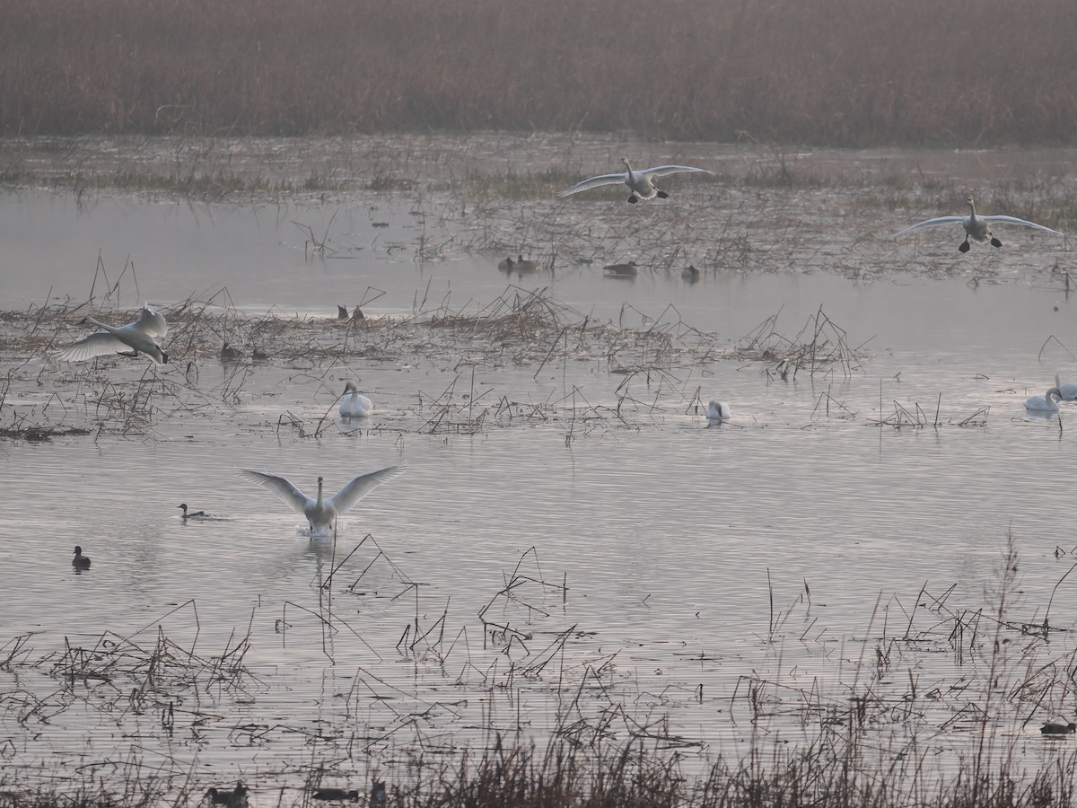 コハクチョウ - ML645925638