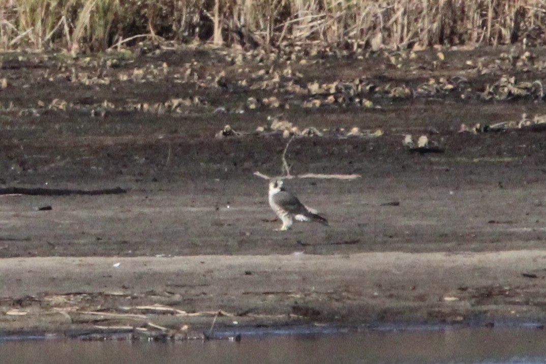 Faucon pèlerin - ML645925641