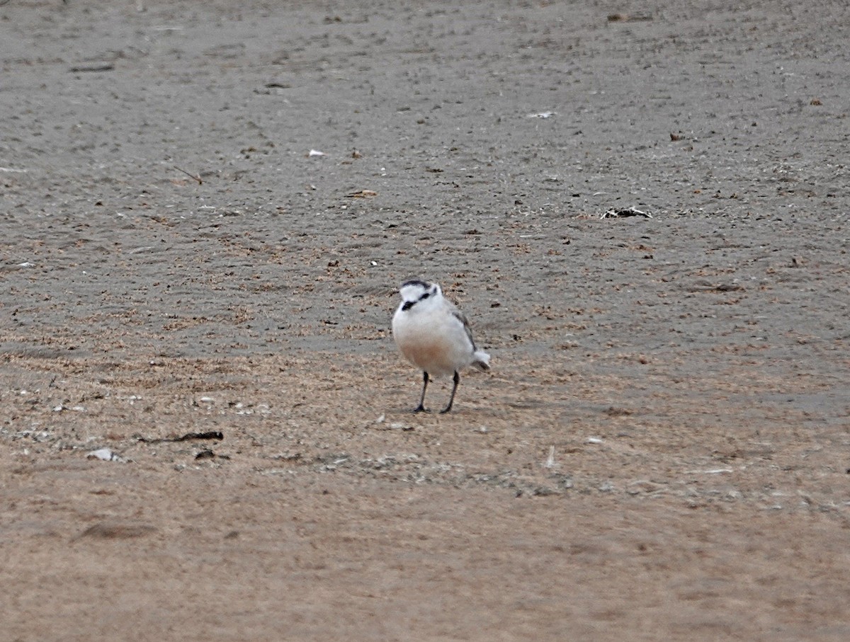 White-fronted Plover - ML645925642