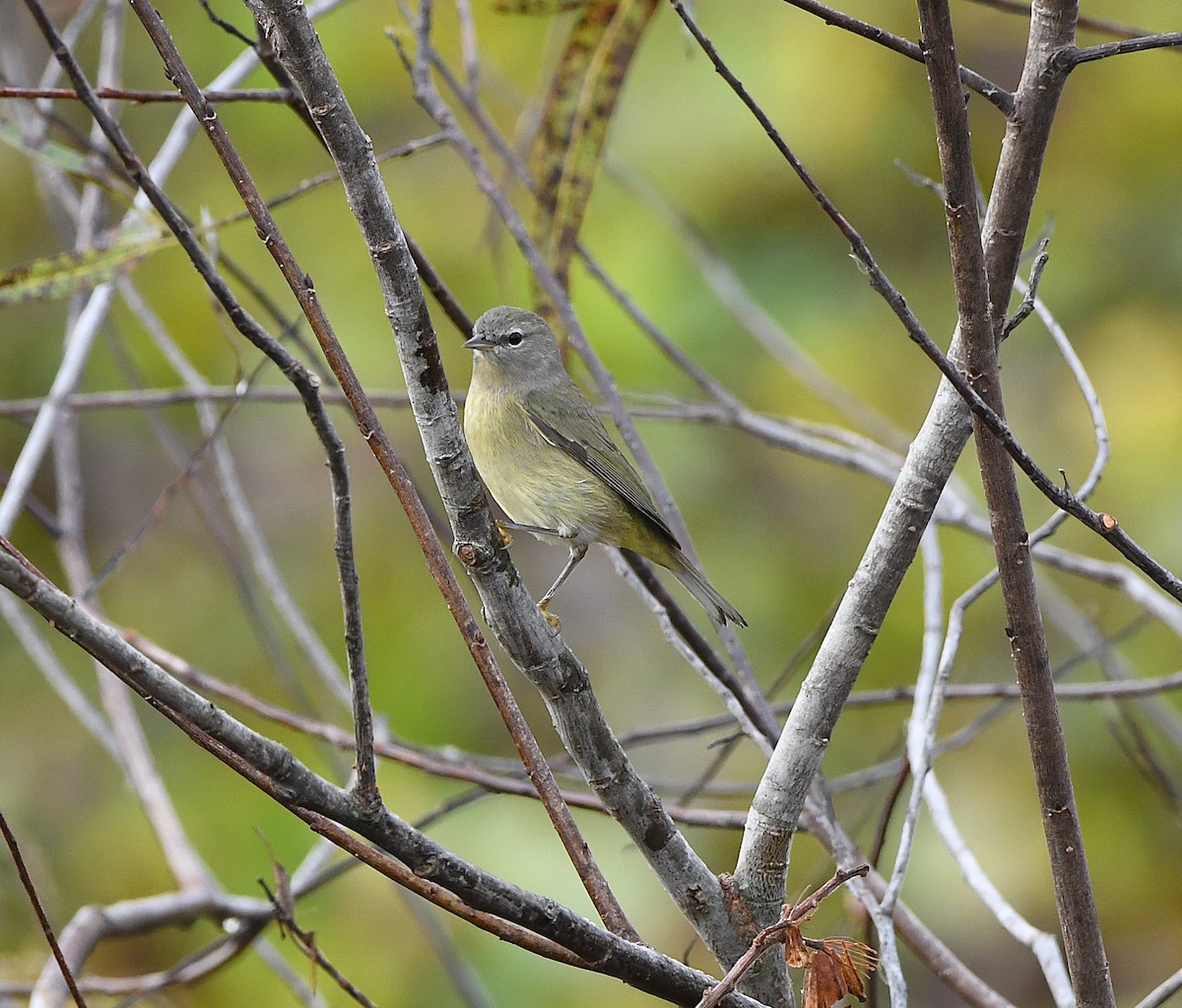 Orange-crowned Warbler - ML645925654