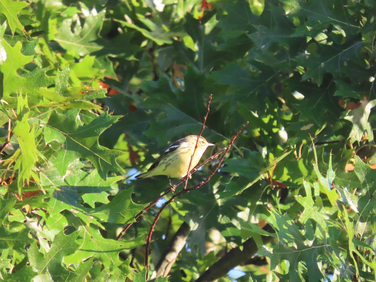 Reinita Gorjinaranja - ML645925657