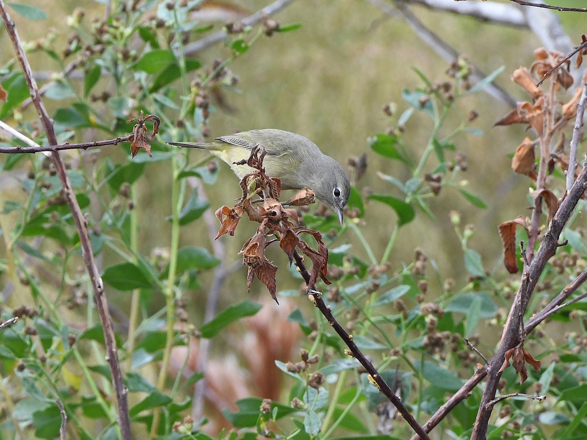 Orange-crowned Warbler - ML645925660