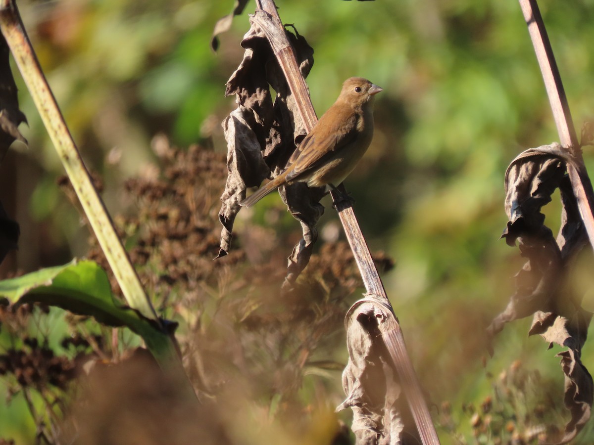 Indigo Bunting - ML645925663