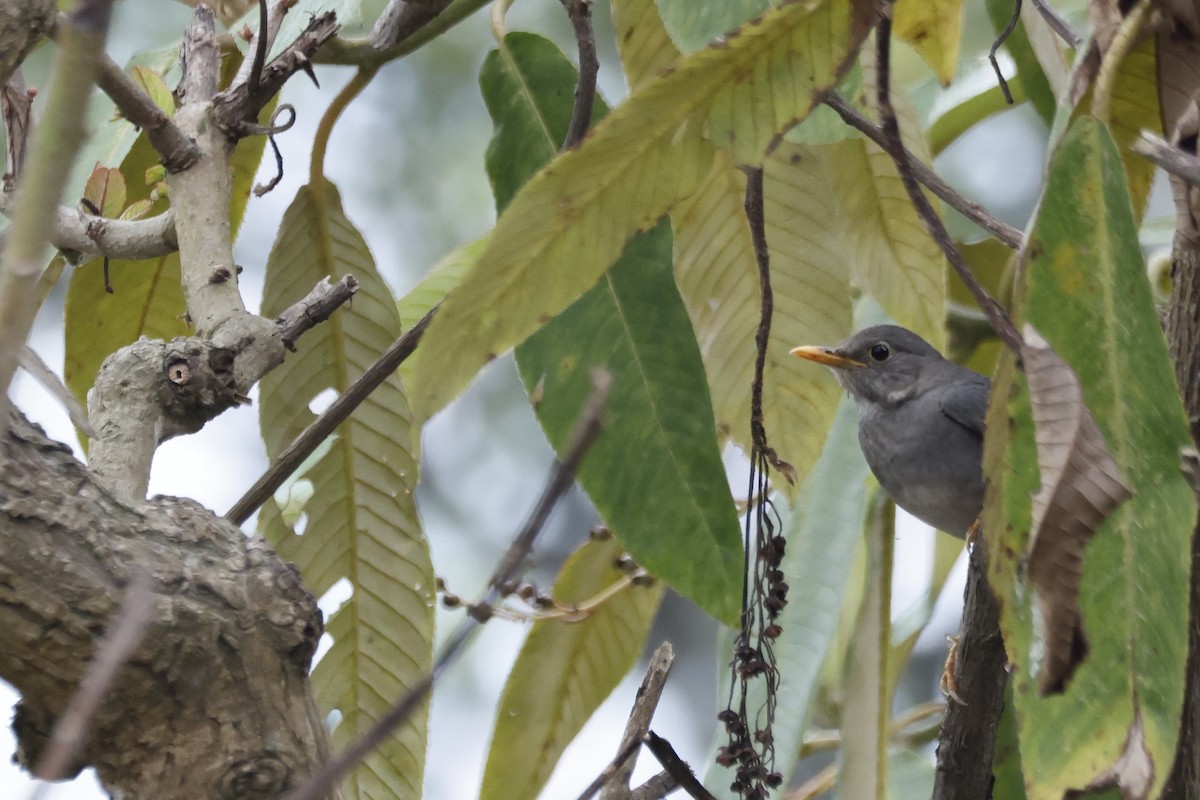 קיכלי תכלכל - ML645925664