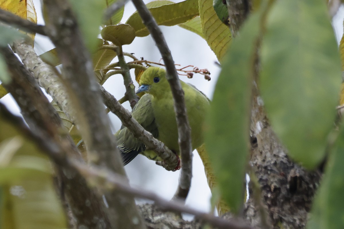 Wedge-tailed Green-Pigeon - ML645925669